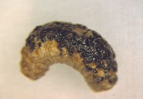 chalkbrood infected larvae with black spores