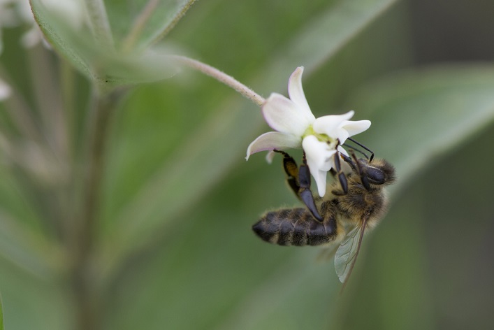 A honey bee (Apis mellifera) on a dwarf milkweed blossom (Asclepias ovalifolia). 