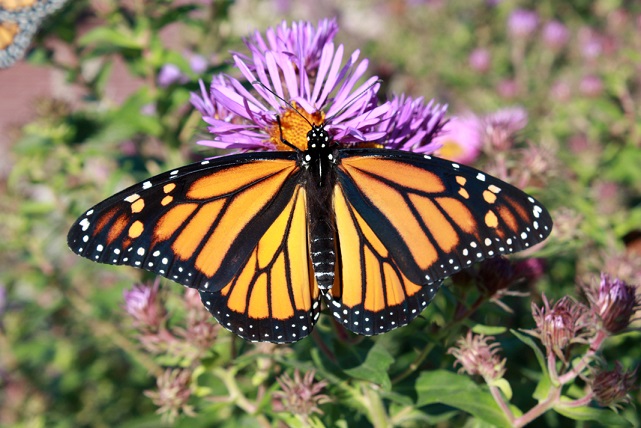 A monarch butterfly (Danaus plexippus) on New England aster