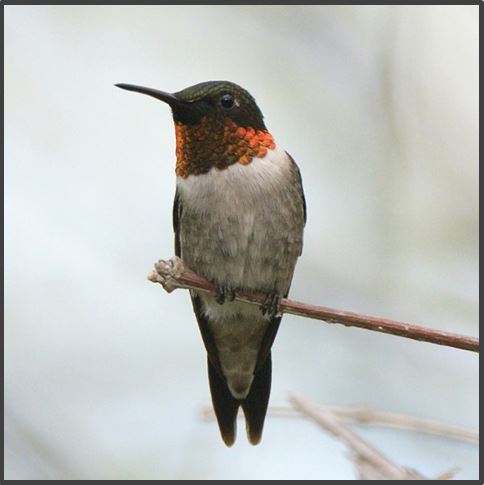 male ruby-throated hummingbird thumbnail image